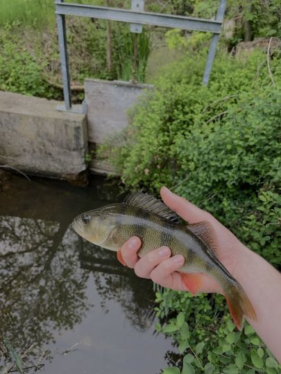 Flussbarsch
