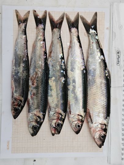 Hering