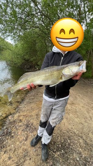 Zander