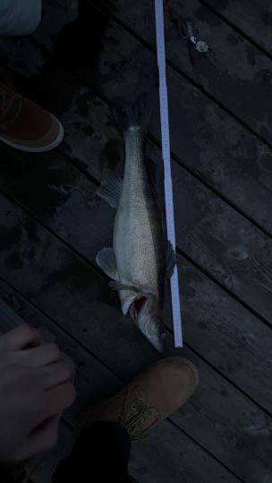 Zander