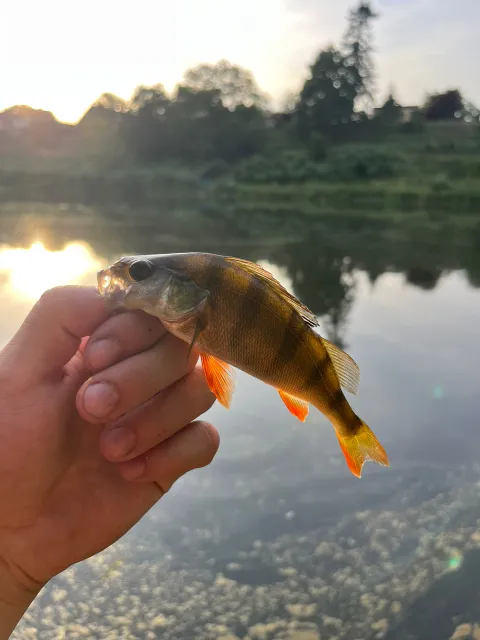 Flussbarsch