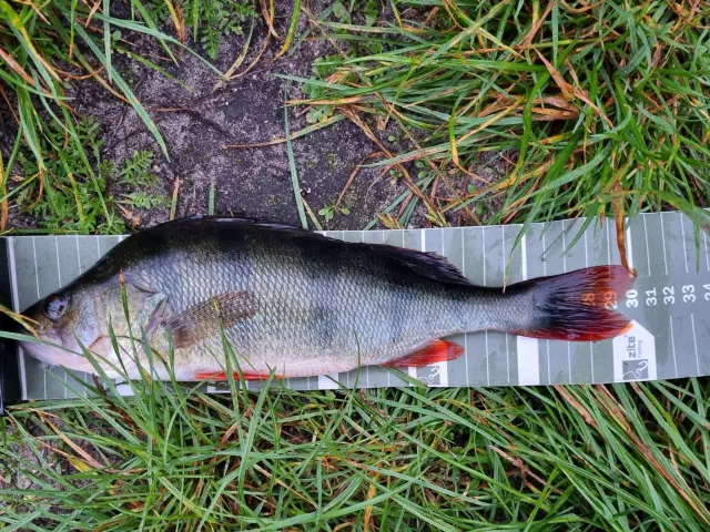 Flussbarsch
