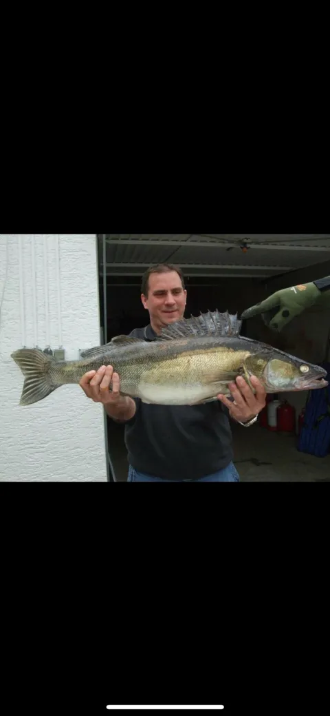 Zander