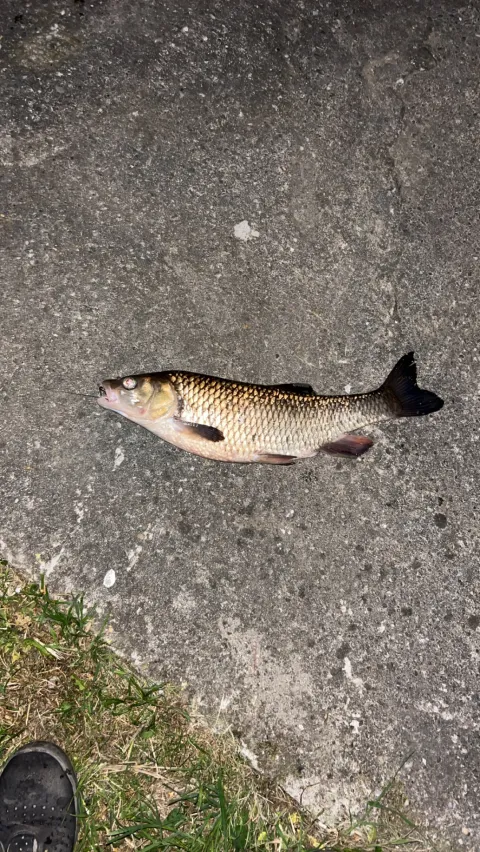 Döbel