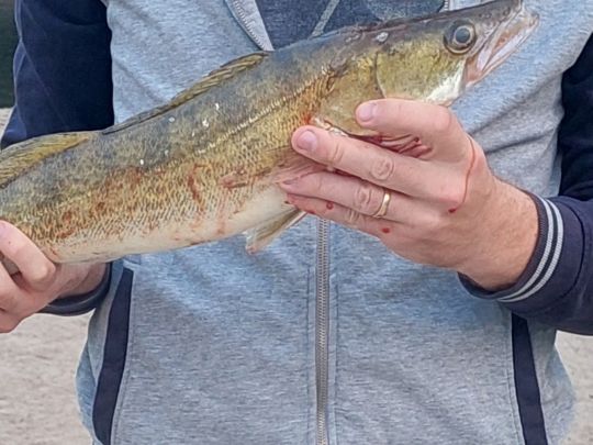 Zander-1