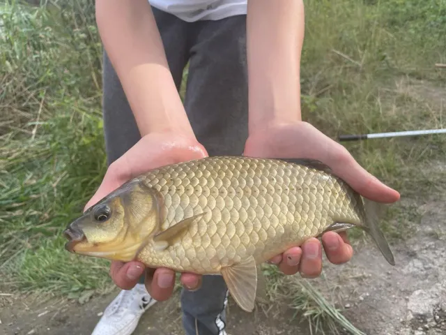 Giebel