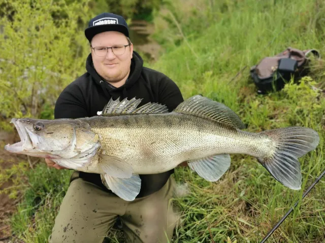 Zander