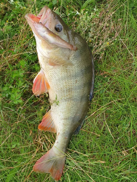 Flussbarsch