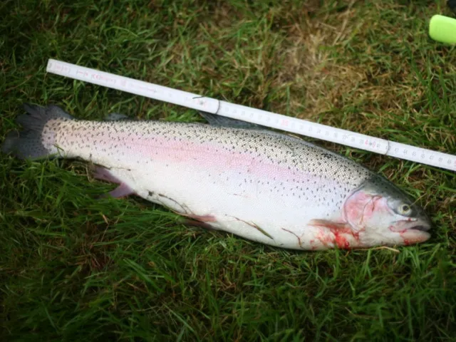 Regenbogenforelle