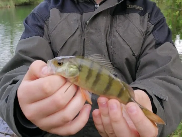Flussbarsch