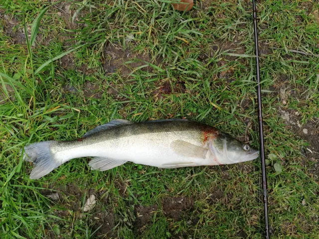 Zander