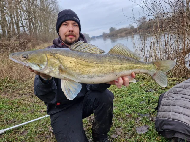 Zander