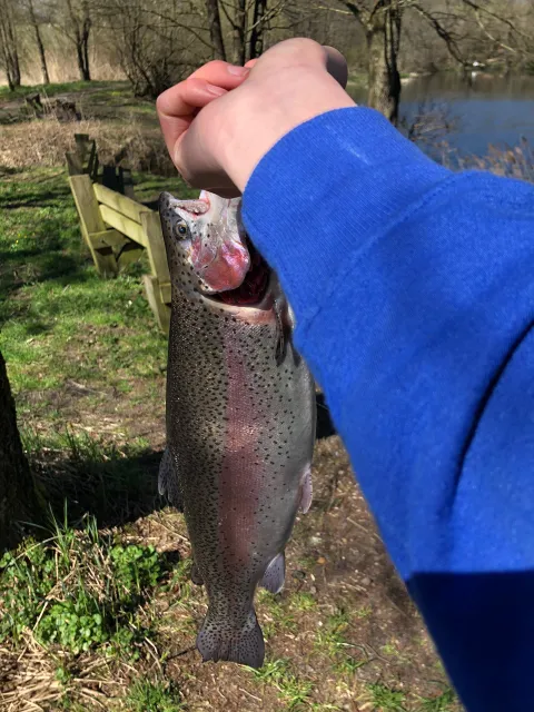 Regenbogenforelle