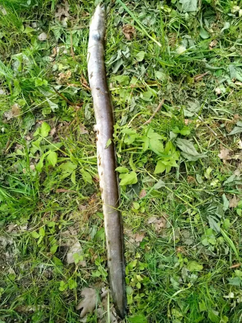 Aal