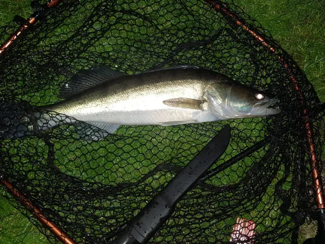 Zander
