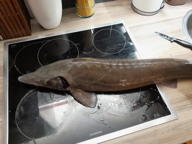 Stör