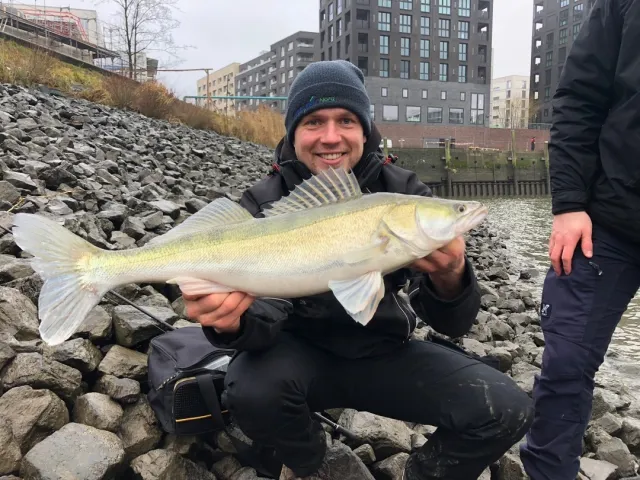 Zander