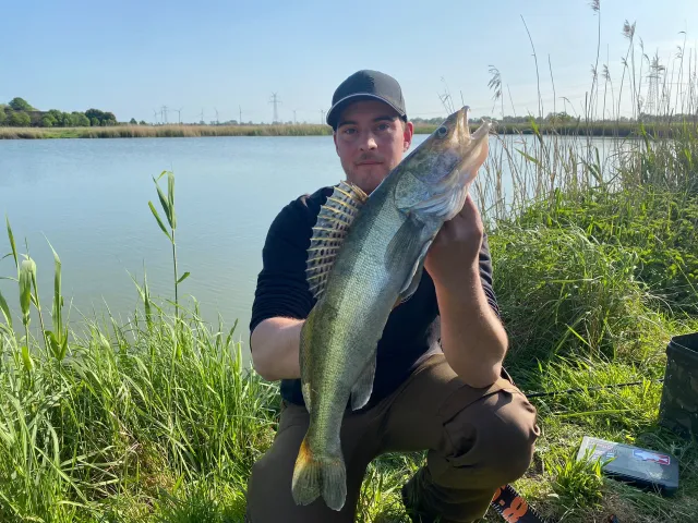 Zander