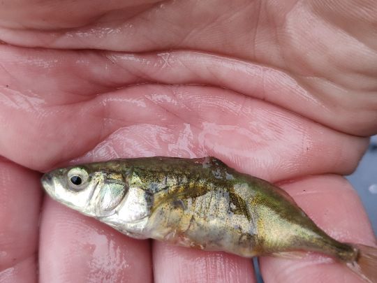 Dreistachliger Stichling