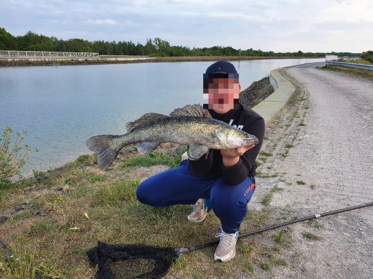 Zander