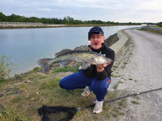 Zander