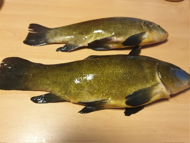 Schleie
