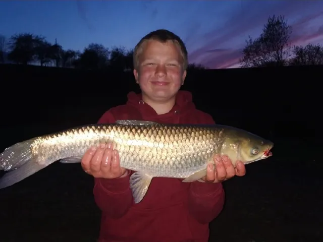 Graskarpfen