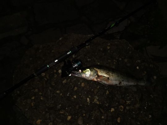 Zander