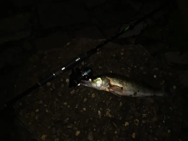 Zander