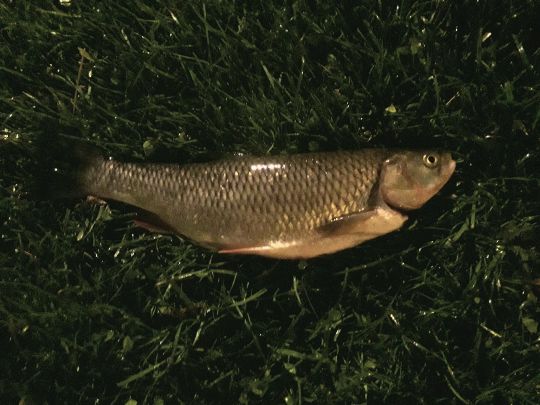 Döbel