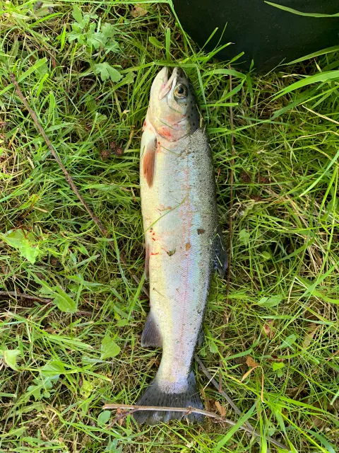 Regenbogenforelle
