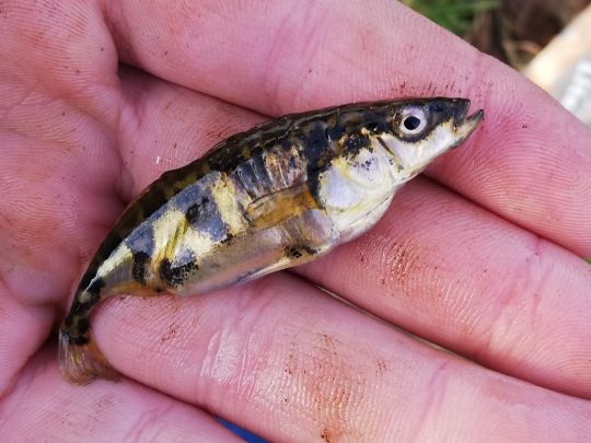 Neunstachliger Stichling