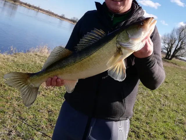 Zander