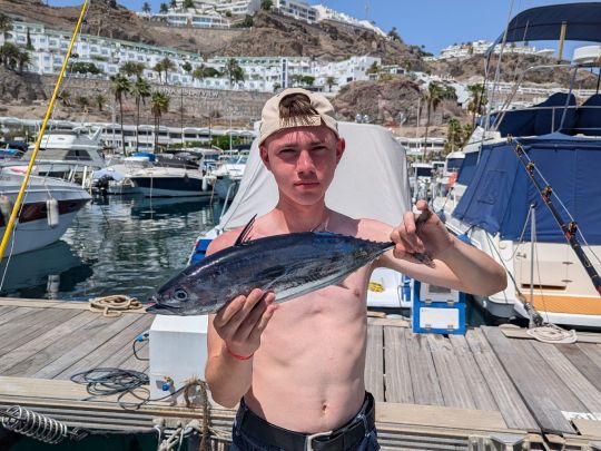 Bonito