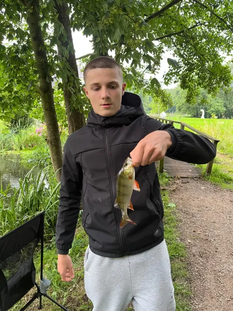 Flussbarsch