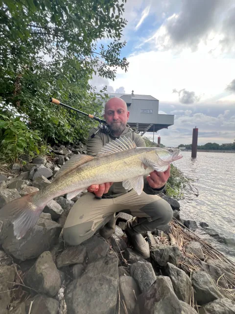 Zander