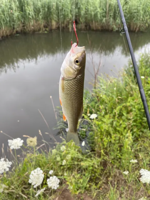 Döbel