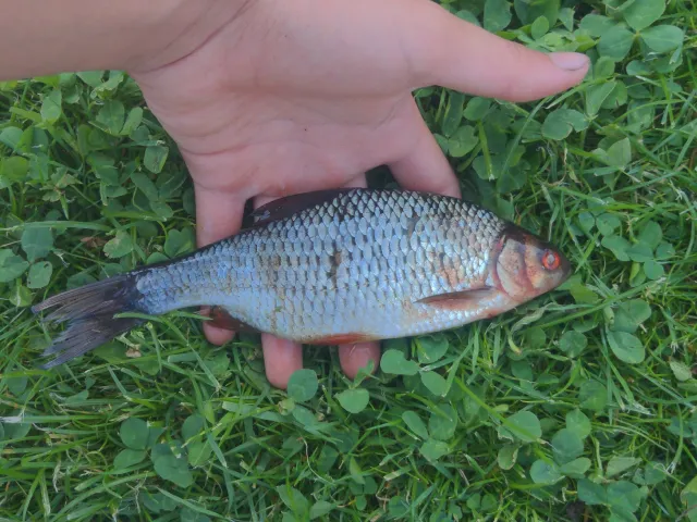 Rotauge