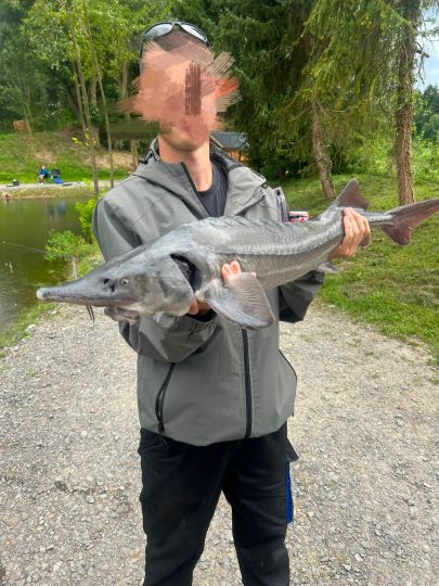 Stör