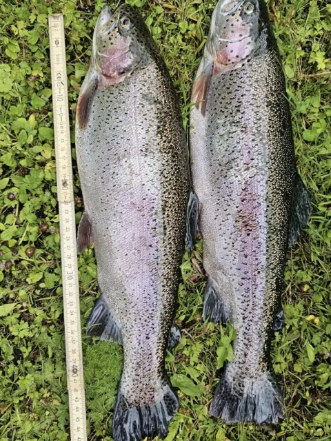 Regenbogenforelle