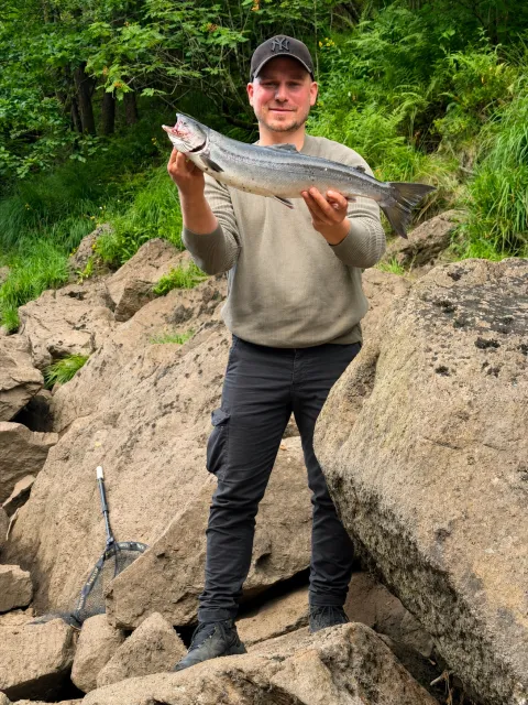 Lachs