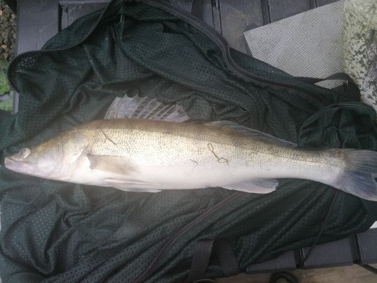 Zander