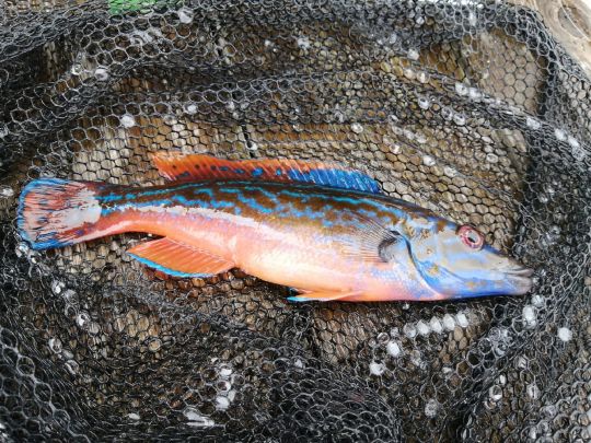 Lippfisch