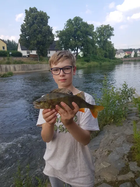 Flussbarsch