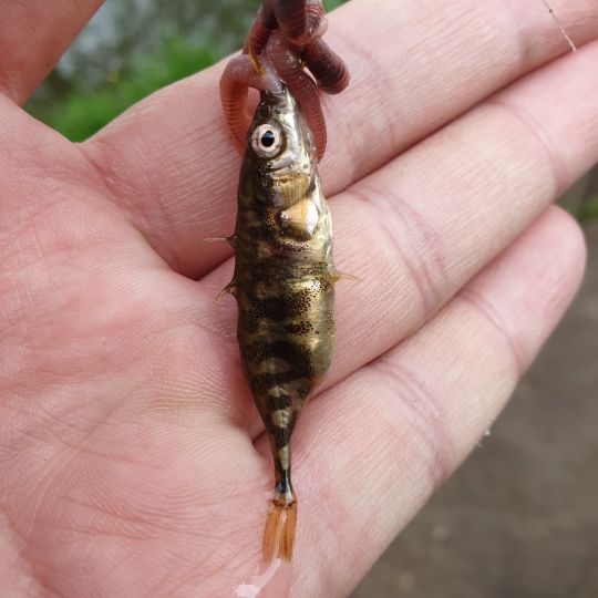 Dreistachliger Stichling