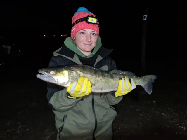 Zander