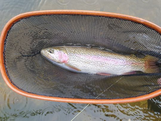 Regenbogenforelle