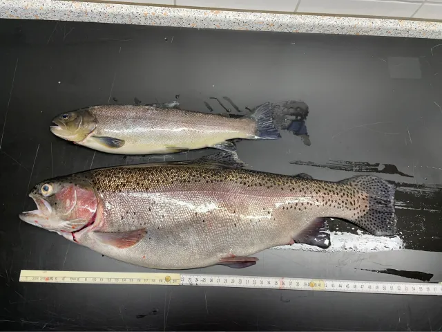 Regenbogenforelle