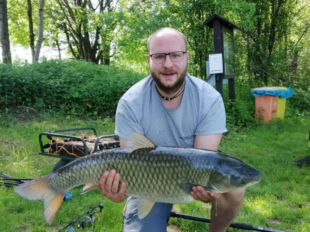 Graskarpfen