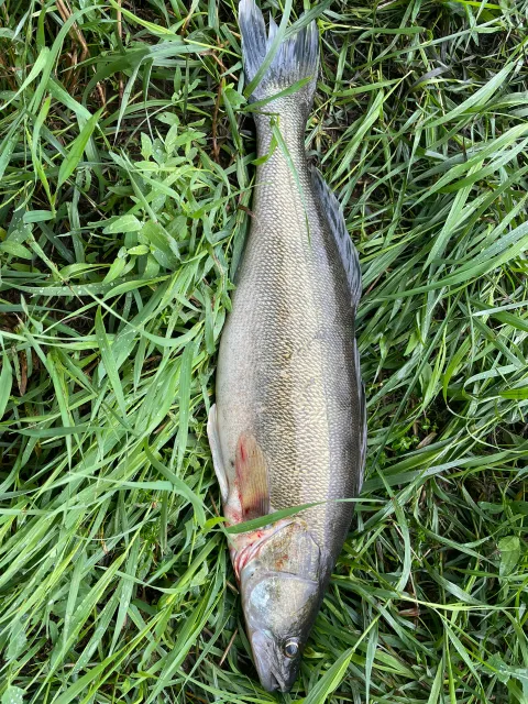 Zander